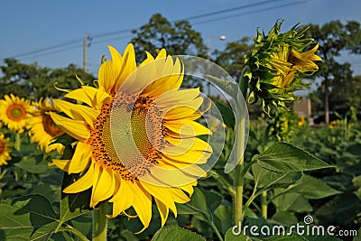 Sun flower and bee Stock Photo
